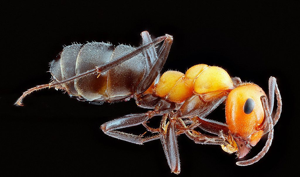 Ant Control service in Arvada, CO