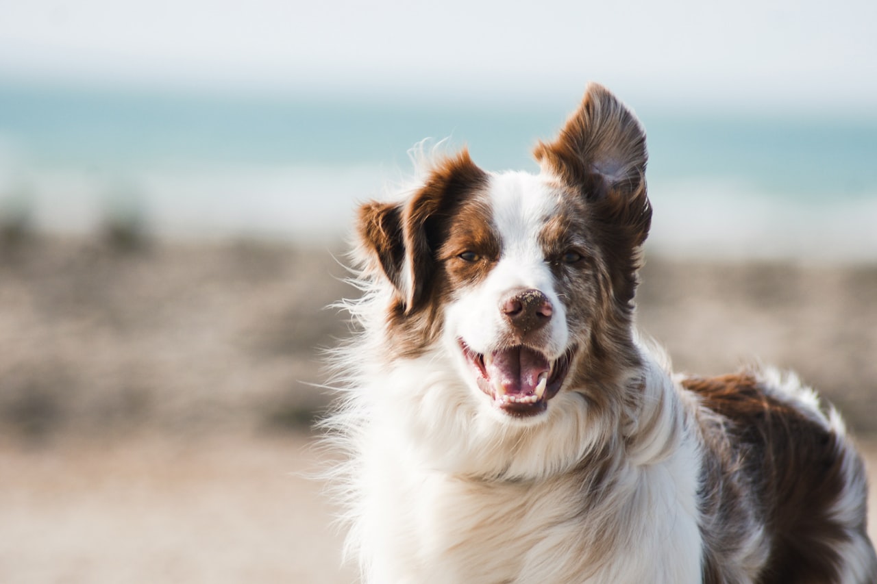 Flea & Tick Control service in Arvada, CO
