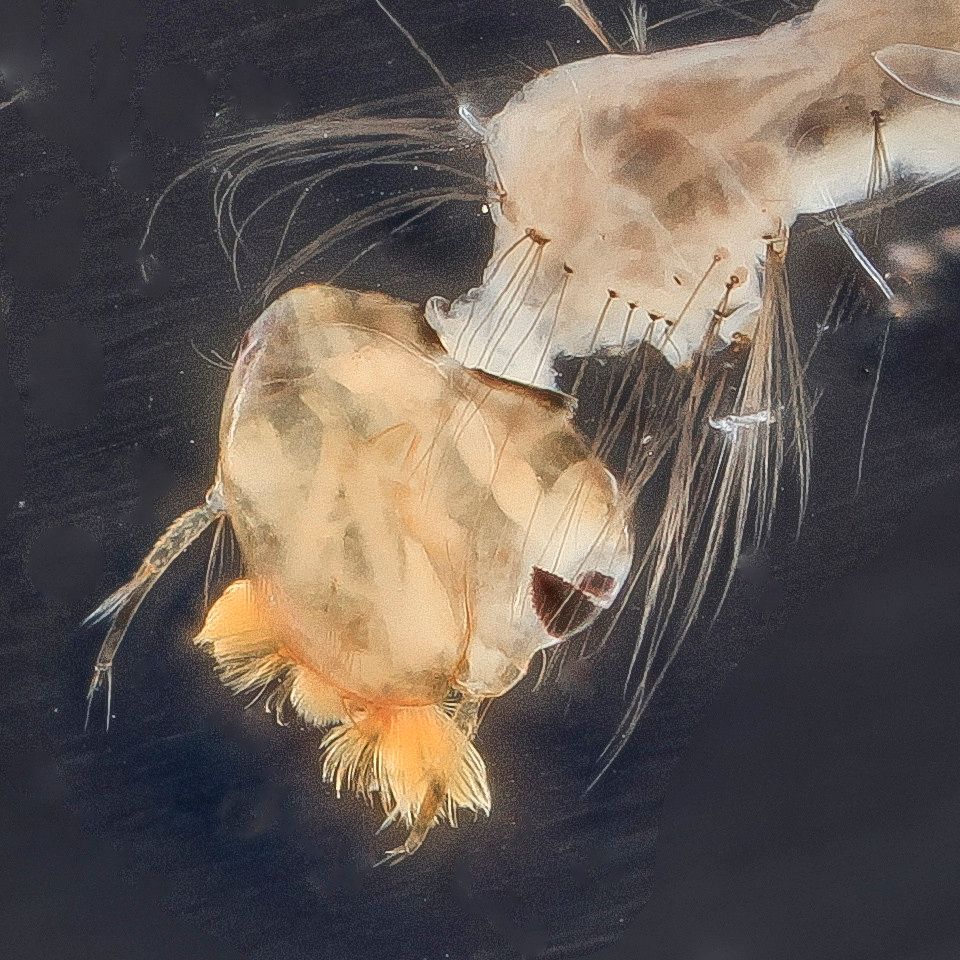 Mosquito Control service in Arvada, CO