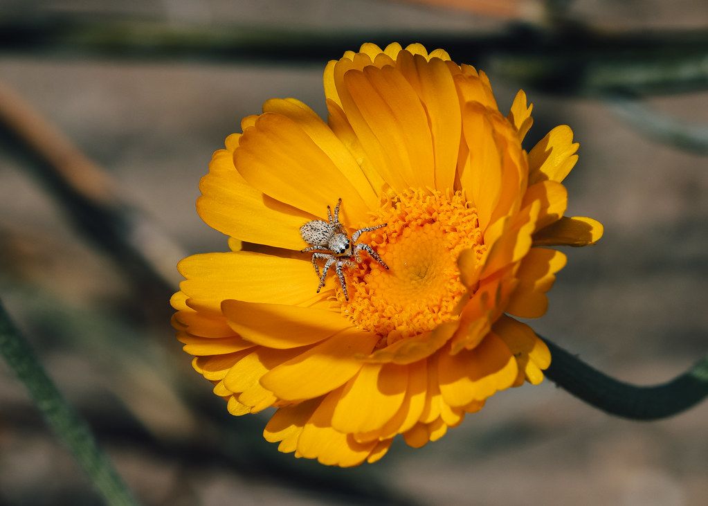 Spider Control service in Arvada, CO